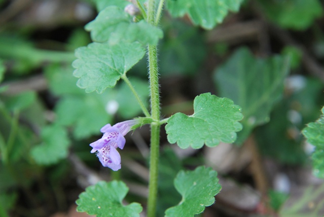 Glechoma hederacea